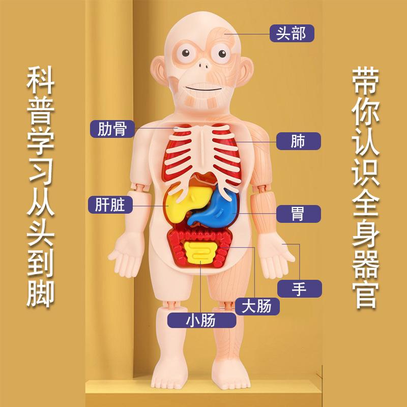 幼儿认识身体的方法