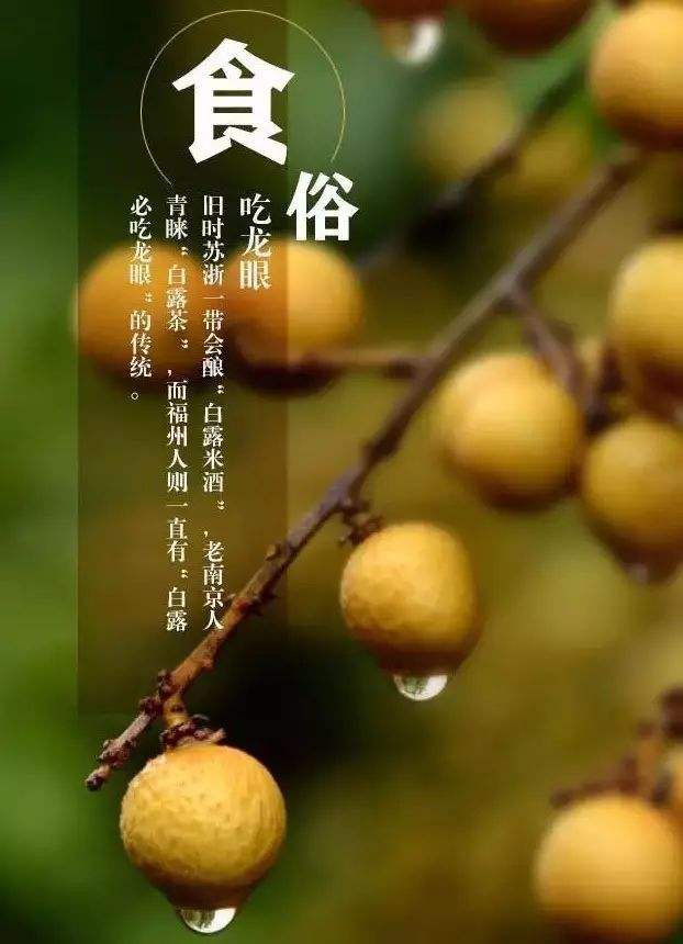 白露沾野草什么意思