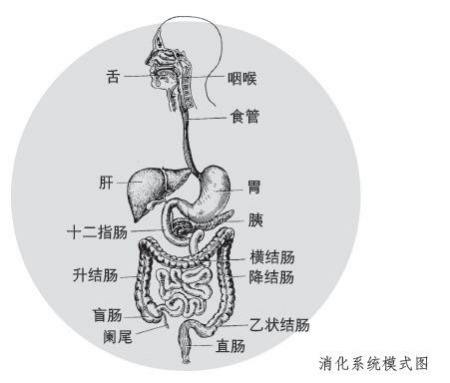 肝脏的作用是什么