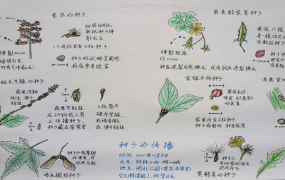 植物种子传播的方法