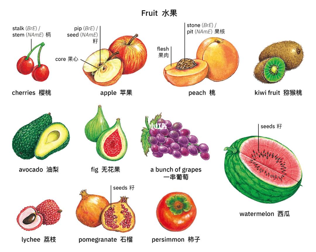 水果怎么读英语单词