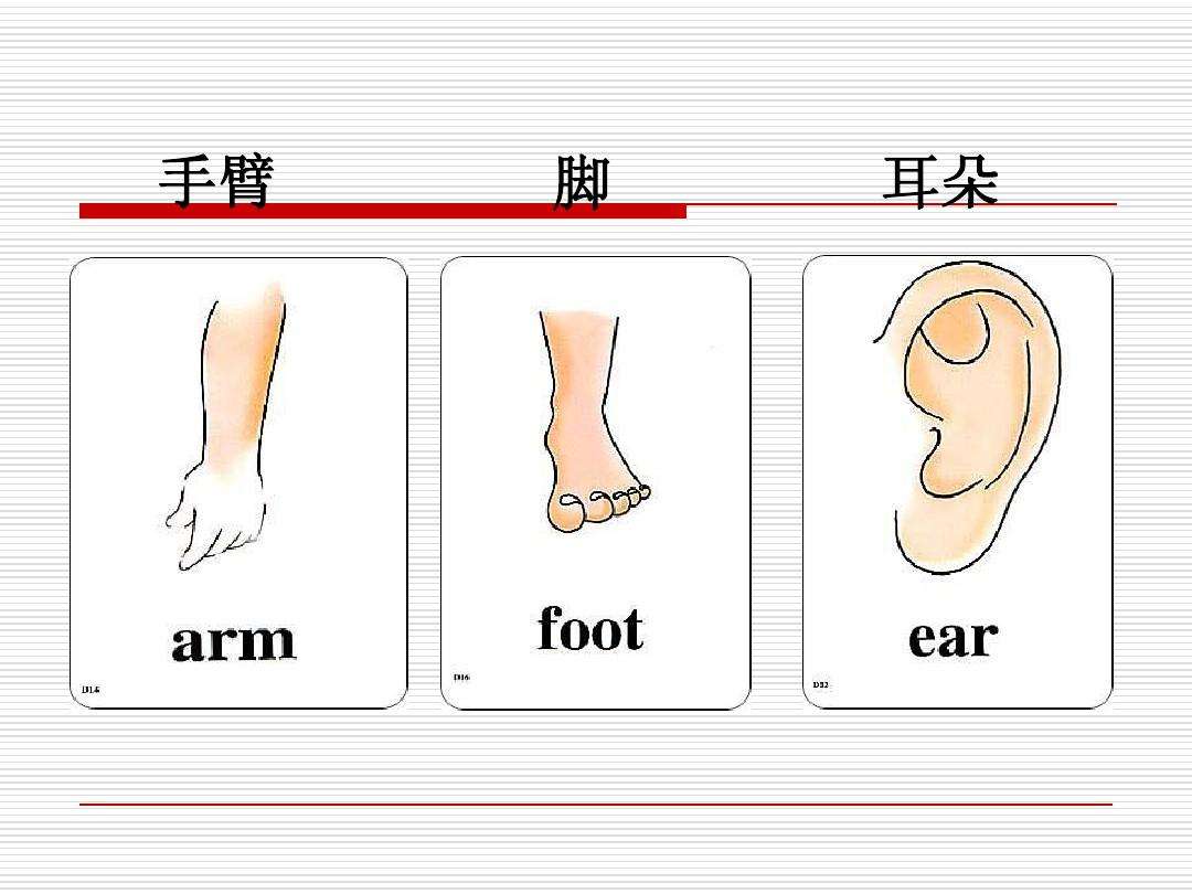 胳膊用英语怎么说