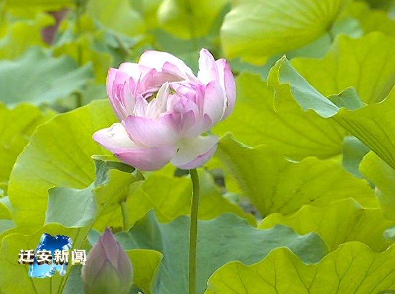 芙蓉映日是什么意思