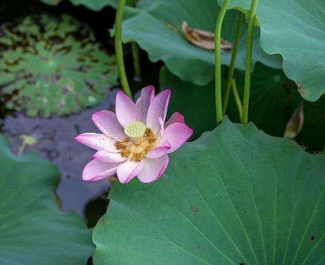 出水芙蓉是什么意思