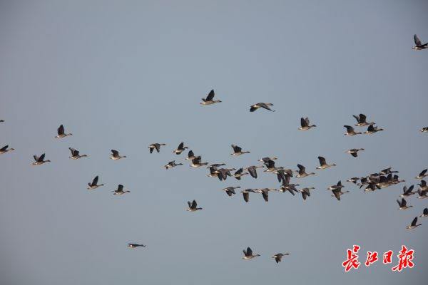 天空雁群会写字是什么意思