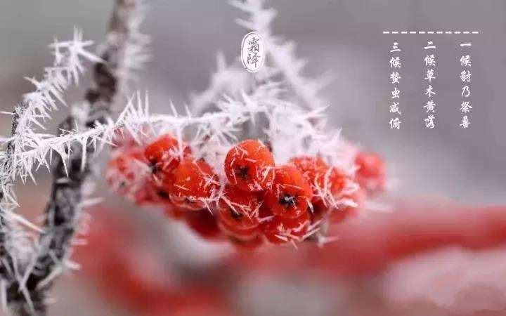 霜降节气古诗词