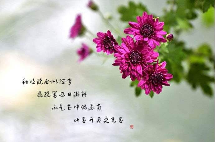 关于菊花的古诗词