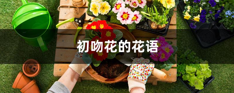 初吻花的花语(初吻花的花语是什么)