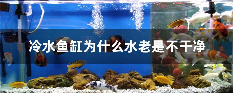 鱼缸里的水老是不干净怎么办(冷水鱼缸水变浑浊怎么解决)