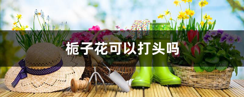 栀子花可以打头吗(种栀子花需要注意什么)