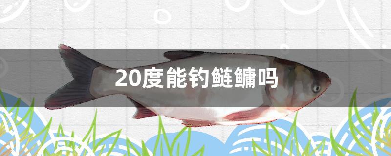 20度能钓鲢鳙吗(10~20度钓鲢鳙)