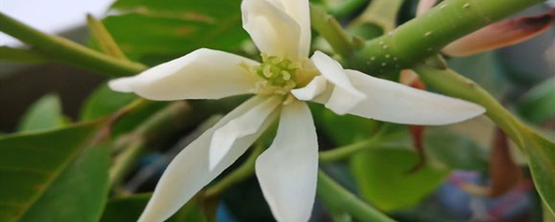 白兰花冬天叶子掉了怎么办(白兰花冬天落叶怎么办)