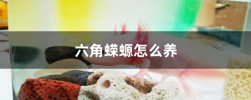 六角蝾螈怎么养注意什么(墨西哥六角蝾螈怎么养)