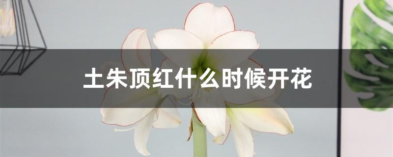 土朱顶红开花图片(土朱顶红一年开几次花)