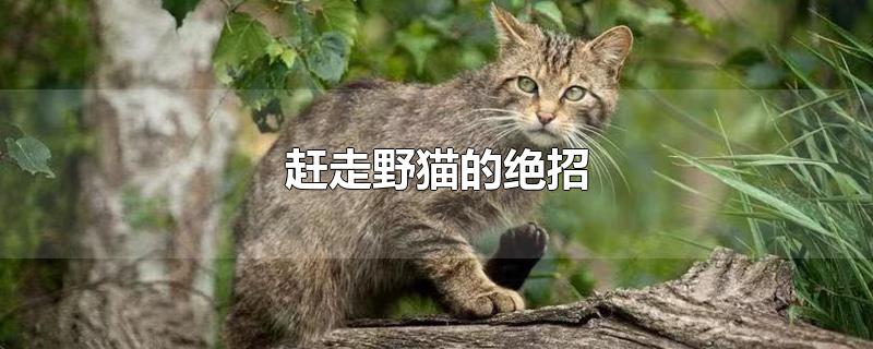 驱猫最有效的方法(赶走野猫的绝招)