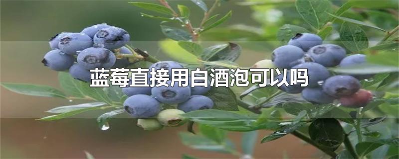 蓝莓直接用白酒泡可以吗(蓝莓可以泡酒吗怎么泡)