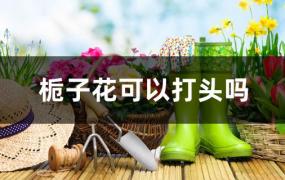 栀子花可以打头吗(种栀子花需要注意什么)