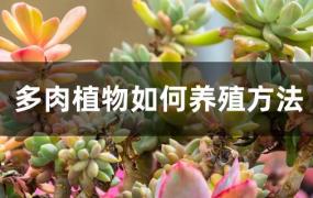 多肉植物如何养殖方法(植物多肉怎么养殖方法)