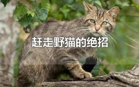 驱猫最有效的方法(赶走野猫的绝招)