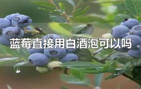 蓝莓直接用白酒泡可以吗(蓝莓可以泡酒吗怎么泡)