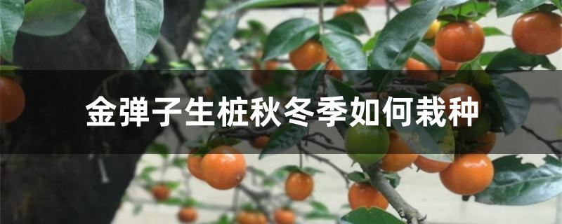 冬天种金弹子生桩多长时间发芽(金弹子生桩几月能发芽)