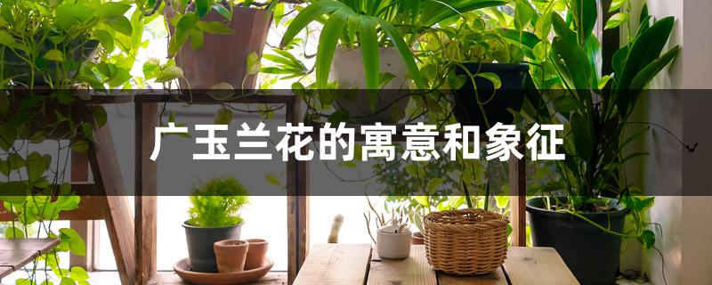 广玉兰花的寓意是什么(广玉兰象征着什么)