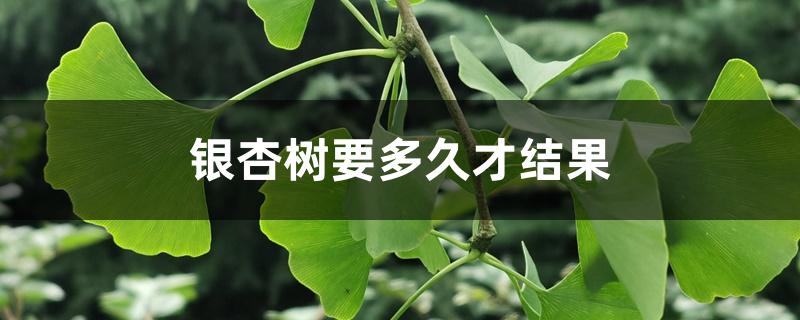 银杏树要多久才结果子(银杏树多长时间结果)