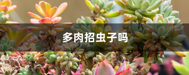 多肉招虫子吗(多肉植物招虫子吗)