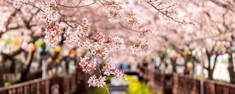 樱花样子的介绍(樱花是怎样的)