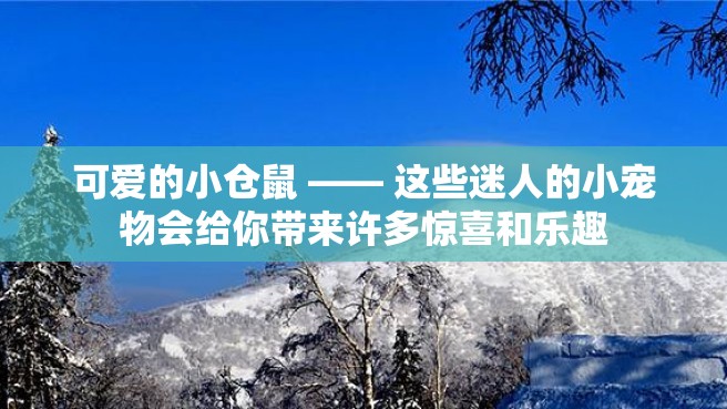 可爱的小仓鼠 —— 这些迷人的小宠物会给你带来许多惊喜和乐趣