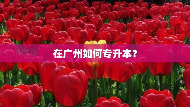 在广州如何专升本？