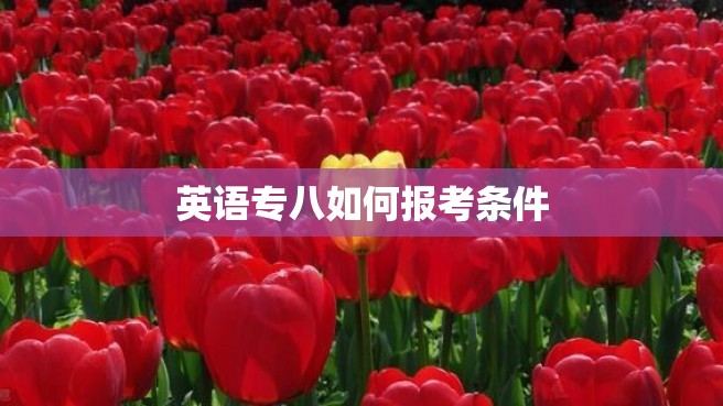 英语专八如何报考条件