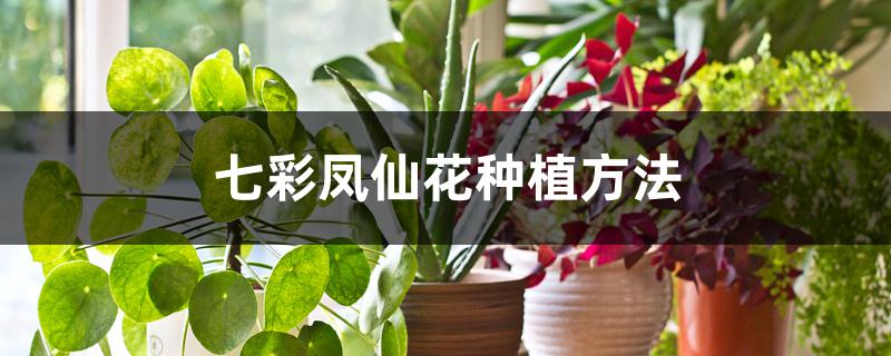 五彩凤仙花的养殖方法(凤仙花怎么种植方法)