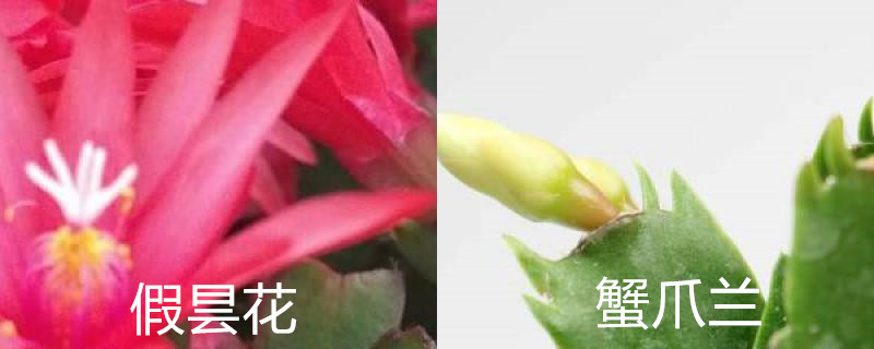 假昙花和蟹爪兰有什么区别?(假昙花和蟹爪兰有什么区别图片)