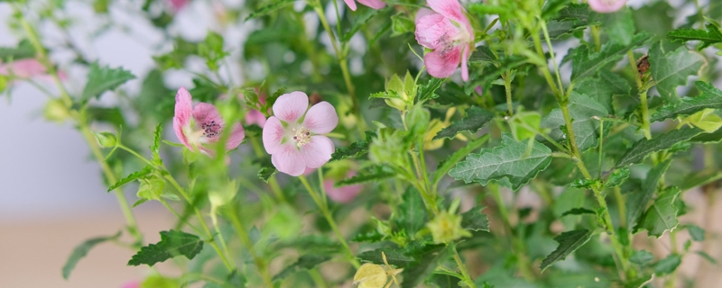 小木槿小苗的养殖方法(小木槿种植方法)