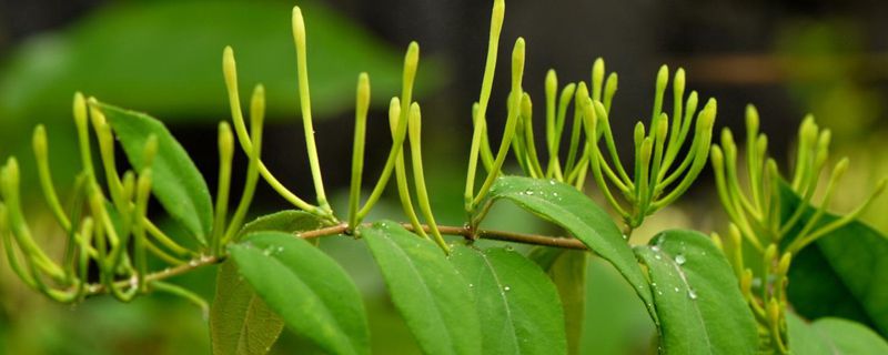 金银花栽培种植技术(金银花栽培方法)