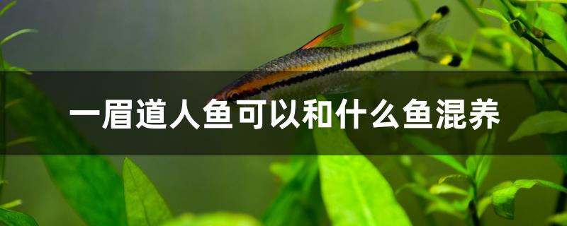 一眉道人鱼可以和什么鱼混养最好(一眉道人鱼和什么鱼混养好看)