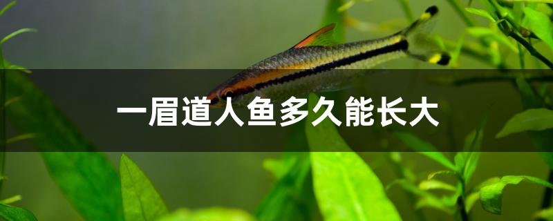 一眉道人鱼可以长多大(一眉道人鱼多长时间能长到最大)