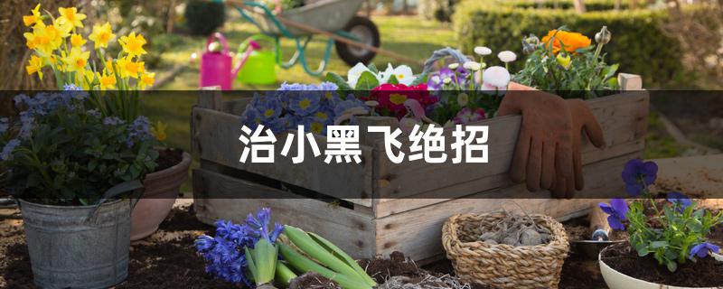 灭小黑飞的最有效方法(屋里有小黑飞虫子怎么办)