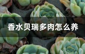 香水贝瑞多肉怎么养才能出状态(香水贝瑞多肉图片)