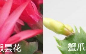 假昙花和蟹爪兰有什么区别?(假昙花和蟹爪兰有什么区别图片)