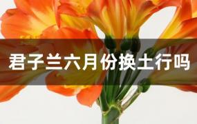 君子兰几月换土(君子兰冬季换土行吗)