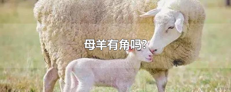 母羊有角吗?(母羊有角吗科学回答)