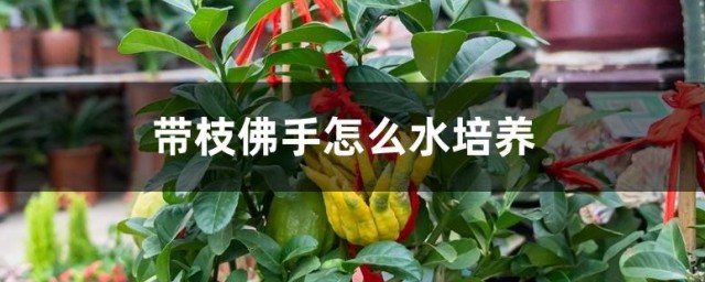 带枝水养佛手方法(佛手水培应注意什么)