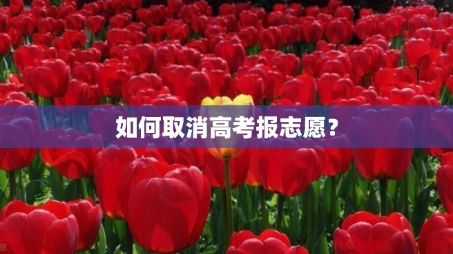 如何取消高考报志愿？