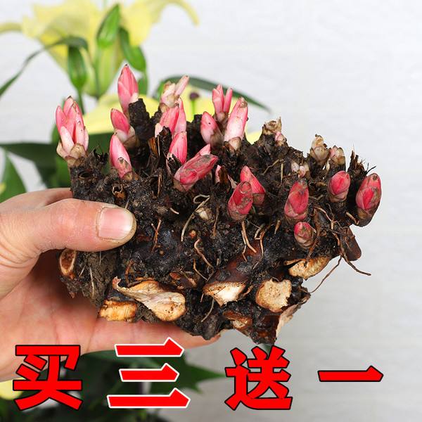 芍药根块带芽种植方法