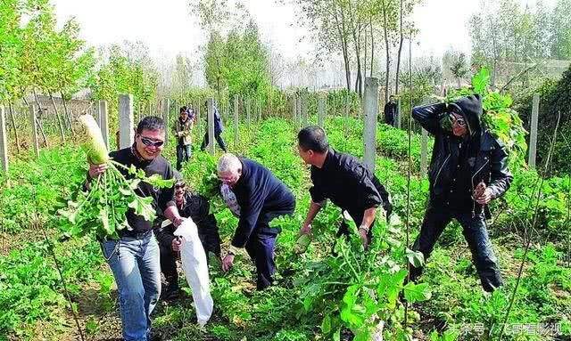 野菜还用出去挖？自己种点