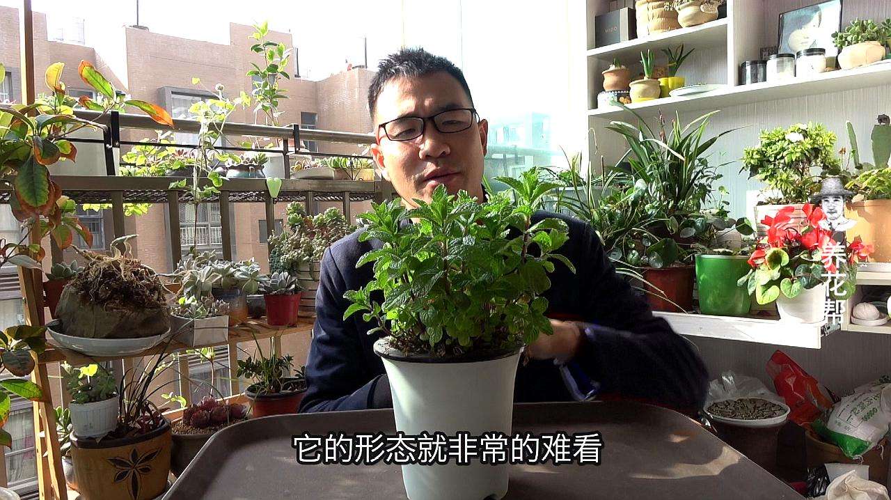 薄荷花怎么养