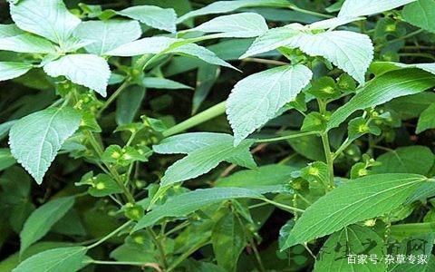 雨久花的繁殖方法