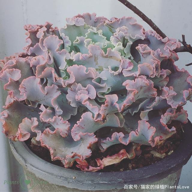 高砂之翁和女王花笠区别